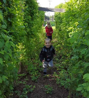 Blackberry Picking